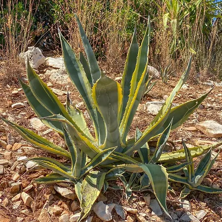 Eco Sunshine * 룸바르다