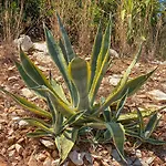 Eco Sunshine * Lumbarda