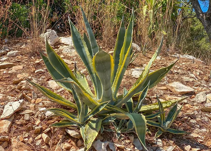 Eco Sunshine * Lumbarda